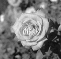 Picture Title - Rose 