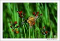 Picture Title - Butterfly Alone