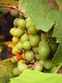 Picture Title - Grapes