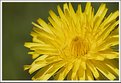 Picture Title - Ragwort