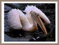 Picture Title - Pelican !!