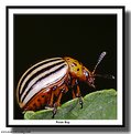 Picture Title - Potato Bug