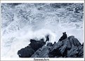 Picture Title - Seawatchers