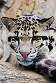 Picture Title - Clouded Leopard Close Up