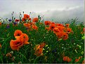 Picture Title - Poppy  3