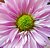 Chrysanthemum