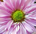 Picture Title - Chrysanthemum