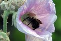 Picture Title - Holly Hock/Bumble Bee