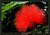 Calliandra