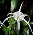 Picture Title - Spider Lily