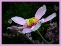 Picture Title - Pink Anemone