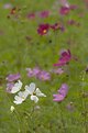 Picture Title - A Field of Flowers