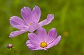 Picture Title - Lavendar Flower