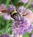 Picture Title - Bee on Chives