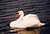 SWAN AT MAHOOD'S BEACH