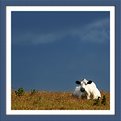 Picture Title - Cow at rest