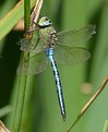 Picture Title - Emperor Dragonfly
