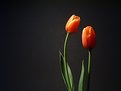 Picture Title - Twin Tulips