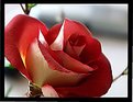 Picture Title - Fresh rose