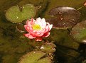 Picture Title - Water Lily II