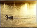 Picture Title - Duck Road