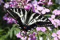 Picture Title - Papilio Eurymedon
