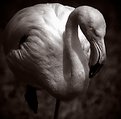 Picture Title - Flamingo III