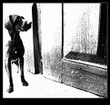 Picture Title - dog in the church door