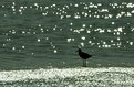 Picture Title - solitary shore bird