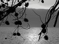Picture Title - shapes