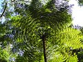 Picture Title - Samambaia-Açu (Brazilian giant fern)