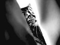 Picture Title - glance