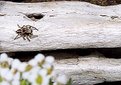 Picture Title - jumping spider