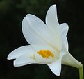 Picture Title - Lily