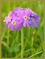 Picture Title - Wild Primula