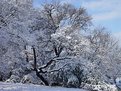 Picture Title - Snow Tree