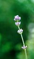 Picture Title - Purple Buds