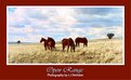 Picture Title - Open Range