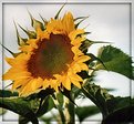 Picture Title - my first sunflower