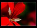 Picture Title - rosso flower