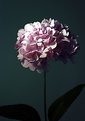 Picture Title - Hydrangea