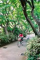 Picture Title - Bicycles in Tree-Lined Lane