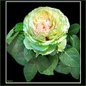 Picture Title - Green rose