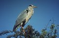 Picture Title - Grey Heron in Tree