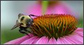 Picture Title - Bumble Bee on Purple Coneflower
