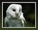 Picture Title - Barn owl