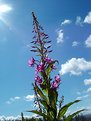 Picture Title - A Sunny Weed