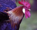 Picture Title - Rooster