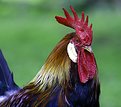 Picture Title - Rooster #2