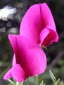 Picture Title - Lathyrus sp.